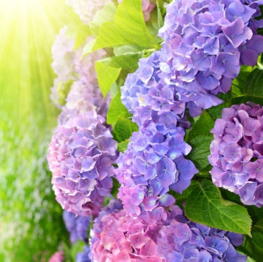 Meet your Posher, Fatima